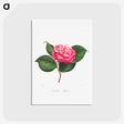アートポストカード-Camellia: No. 171
 - クリーブランド美術館 Postcard.