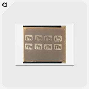 アートポストカード-Backing
 - エドワード マイブリッジ Postcard.