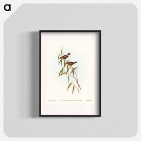 アートポスター-Short-billed Tree Tit
 - ジョン グールド Poster.