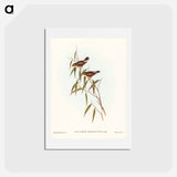 アートポストカード-Short-billed Tree Tit
 - ジョン グールド Postcard.