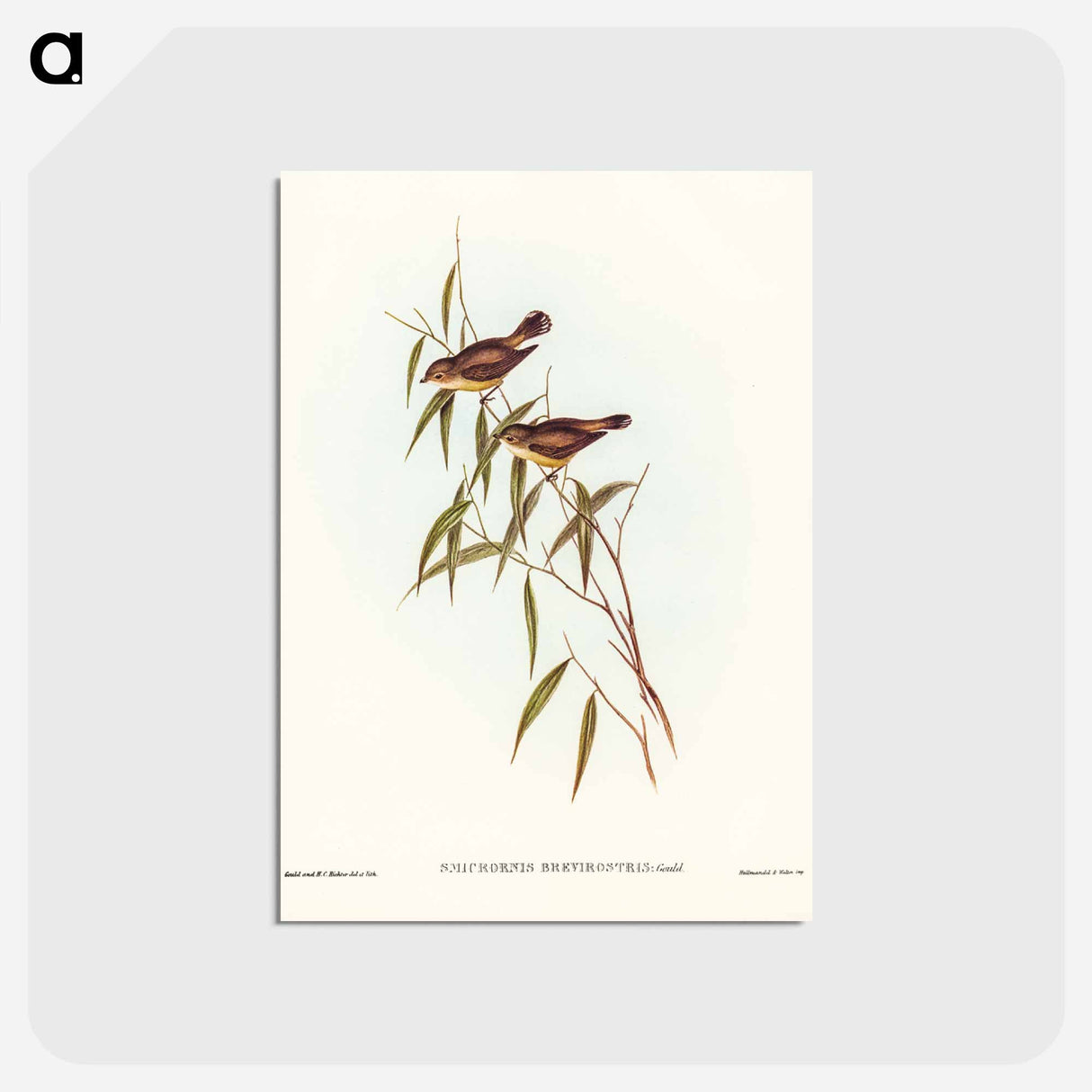 アートポストカード-Short-billed Tree Tit
 - ジョン グールド Postcard.