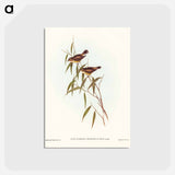 アートポストカード-Short-billed Tree Tit
 - ジョン グールド Postcard.