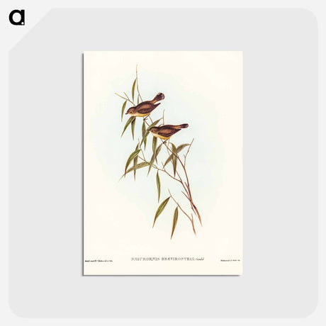 アートポストカード-Short-billed Tree Tit
 - ジョン グールド Postcard.