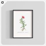 Mesembryanthemum Acinaciforme (Elands Sourfig) - Pierre Joseph Redouté Poster.