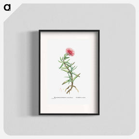 アートポスター-Mesembryanthemum Acinaciforme (Elands Sourfig) - ピエール ジョゼフ ルドゥーテ Poster.