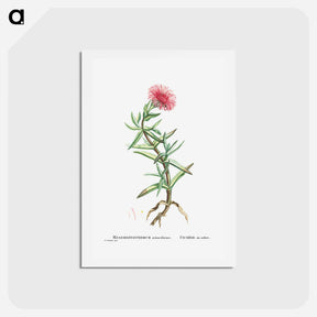 アートポストカード-Mesembryanthemum Acinaciforme (Elands Sourfig) - ピエール ジョゼフ ルドゥーテ Postcard.