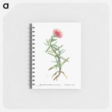 Mesembryanthemum Acinaciforme (Elands Sourfig) - ピエール ジョゼフ ルドゥーテ Memo.