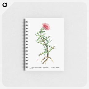 アートメモ帳-Mesembryanthemum Acinaciforme (Elands Sourfig) - ピエール ジョゼフ ルドゥーテ Memo.