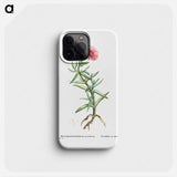 Mesembryanthemum Acinaciforme (Elands Sourfig) - Pierre Joseph Redouté Phone Case.