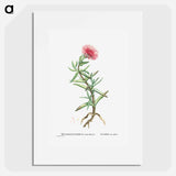 Mesembryanthemum Acinaciforme (Elands Sourfig) - ピエール ジョゼフ ルドゥーテ Poster.