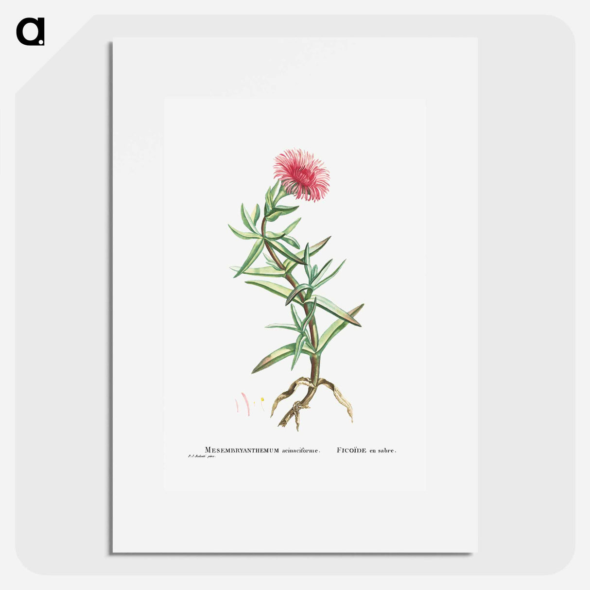Mesembryanthemum Acinaciforme (Elands Sourfig) - Pierre Joseph Redouté Poster.