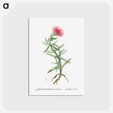 アートポストカード-Mesembryanthemum Acinaciforme (Elands Sourfig) - ピエール ジョゼフ ルドゥーテ Postcard.