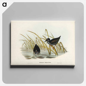 アートパネル-Spotless Gallinule
 - ジョン グールド Canvas.