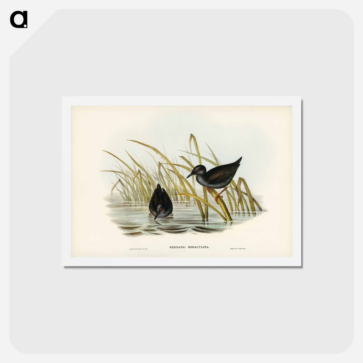 アートポストカード-Spotless Gallinule
 - ジョン グールド Postcard.