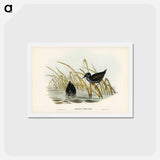 アートポストカード-Spotless Gallinule
 - ジョン グールド Postcard.
