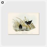 アートポストカード-Spotless Gallinule
 - ジョン グールド Postcard.