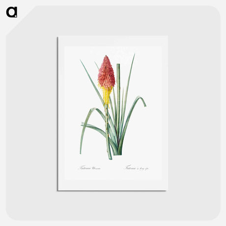 アートポストカード-Tritoma illustration - ピエール ジョゼフ ルドゥーテ Postcard.