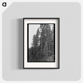 アートポスター-Long Bell Lumber Trees
 - ラッセル リー Poster.