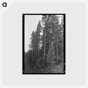 アートポストカード-Long Bell Lumber Trees
 - ラッセル リー Postcard.