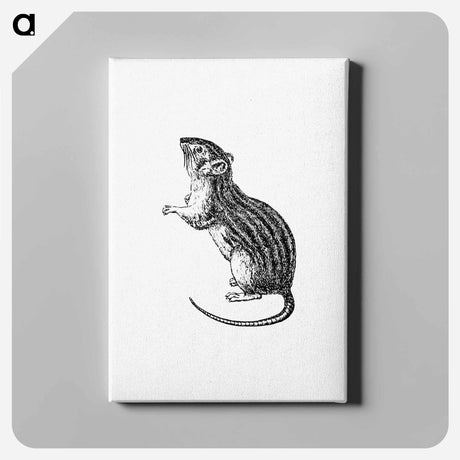 アートパネル-Rodent from Portuguese Expedition to Muatianvua Ethnographia and Traditional History of the People of Lunda
 - 大英図書館 Canvas.