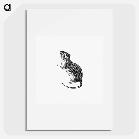アートポスター-Rodent from Portuguese Expedition to Muatianvua Ethnographia and Traditional History of the People of Lunda
 - 大英図書館 Poster.