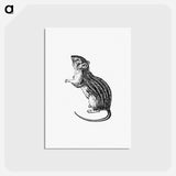 アートポストカード-Rodent from Portuguese Expedition to Muatianvua Ethnographia and Traditional History of the People of Lunda
 - 大英図書館 Postcard.