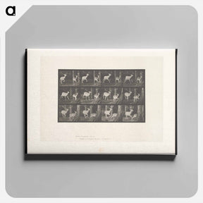 アートパネル-Fallow Deer Running
 - エドワード マイブリッジ Canvas.