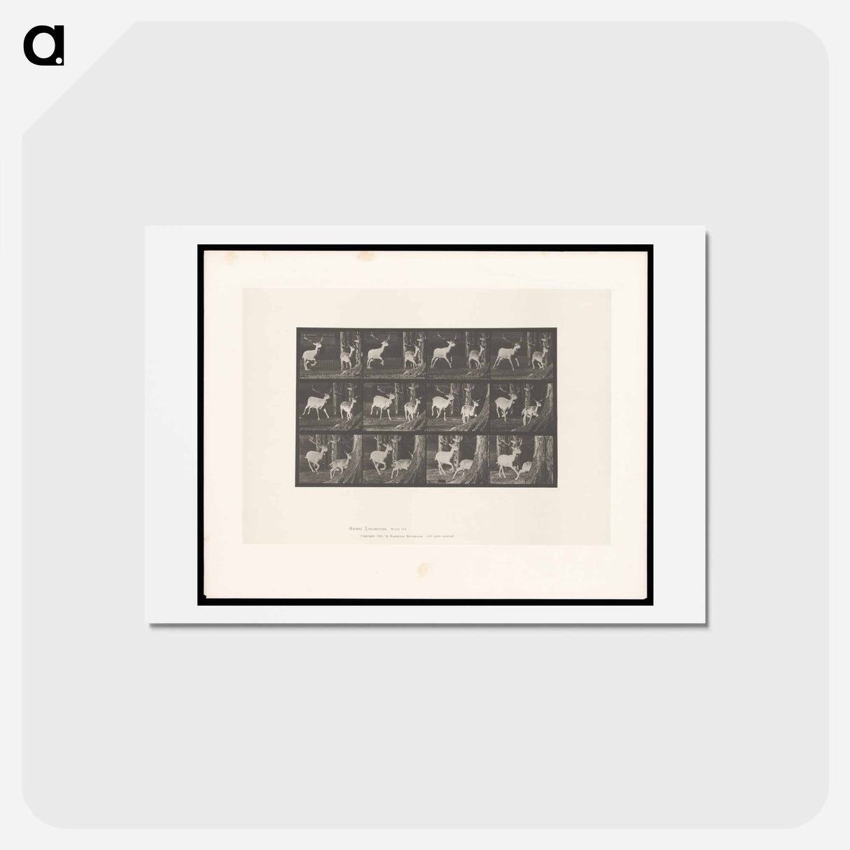 アートポストカード-Fallow Deer Running
 - エドワード マイブリッジ Postcard.