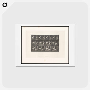 アートポストカード-Fallow Deer Running
 - エドワード マイブリッジ Postcard.