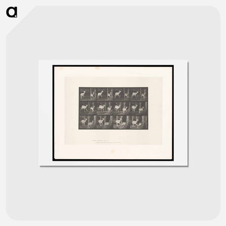 アートポストカード-Fallow Deer Running
 - エドワード マイブリッジ Postcard.