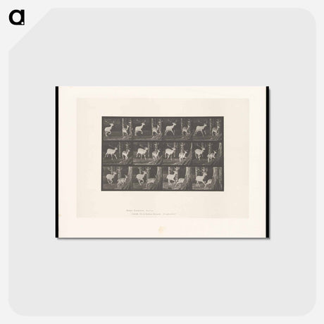 アートポストカード-Fallow Deer Running
 - エドワード マイブリッジ Postcard.