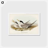 アートポストカード-Bass's Straits' Tern
 - ジョン グールド Postcard.