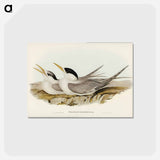 アートポストカード-Bass's Straits' Tern
 - ジョン グールド Postcard.