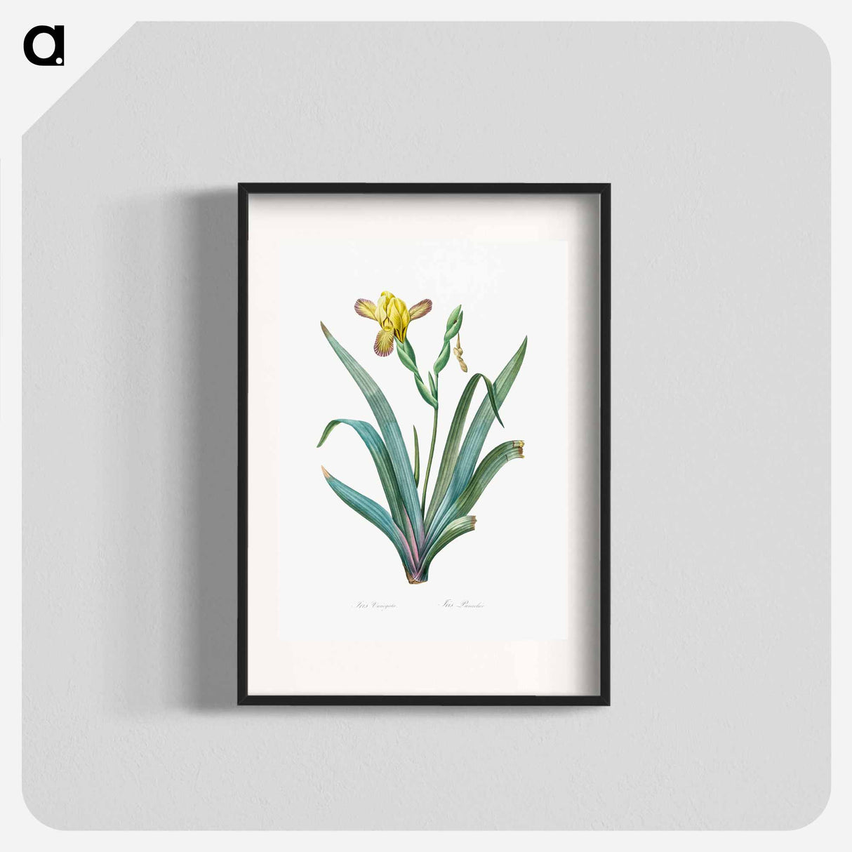 Hungarian iris illustration - Pierre Joseph Redouté Poster.