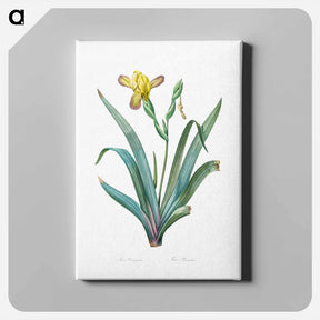 アートパネル-Hungarian iris illustration - ピエール ジョゼフ ルドゥーテ Canvas.