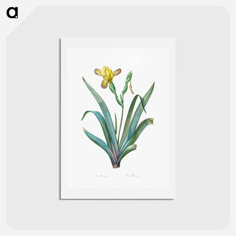 アートポストカード-Hungarian iris illustration - ピエール ジョゼフ ルドゥーテ Postcard.