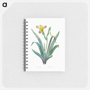 アートメモ帳-Hungarian iris illustration - ピエール ジョゼフ ルドゥーテ Memo.