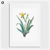 Hungarian iris illustration - Pierre Joseph Redouté Poster.