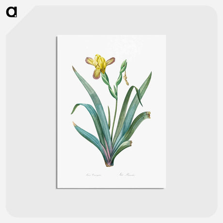 アートポストカード-Hungarian iris illustration - ピエール ジョゼフ ルドゥーテ Postcard.