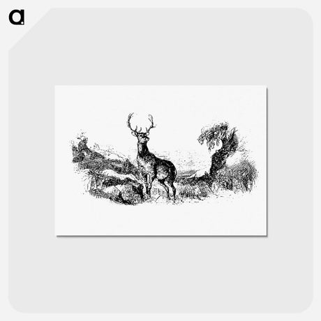 アートポストカード-Wild Deer
 - 大英図書館 Postcard.