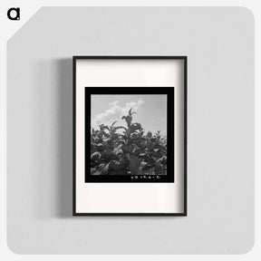 アートポスター-Untitled photo - ドロテア ラング Poster.