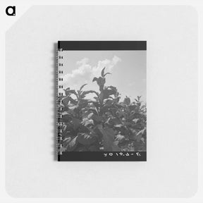 アートメモ帳-Untitled photo - ドロテア ラング Memo.