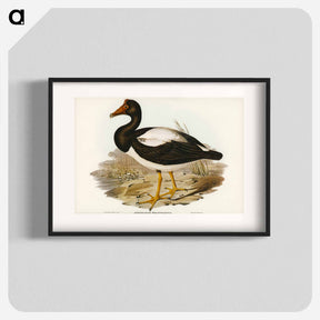 アートポスター-Semipalmated Goose
 - ジョン グールド Poster.