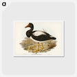 アートポストカード-Semipalmated Goose
 - ジョン グールド Postcard.