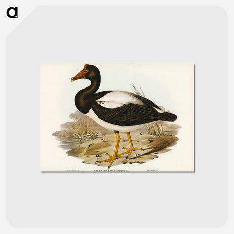 アートポストカード-Semipalmated Goose
 - ジョン グールド Postcard.