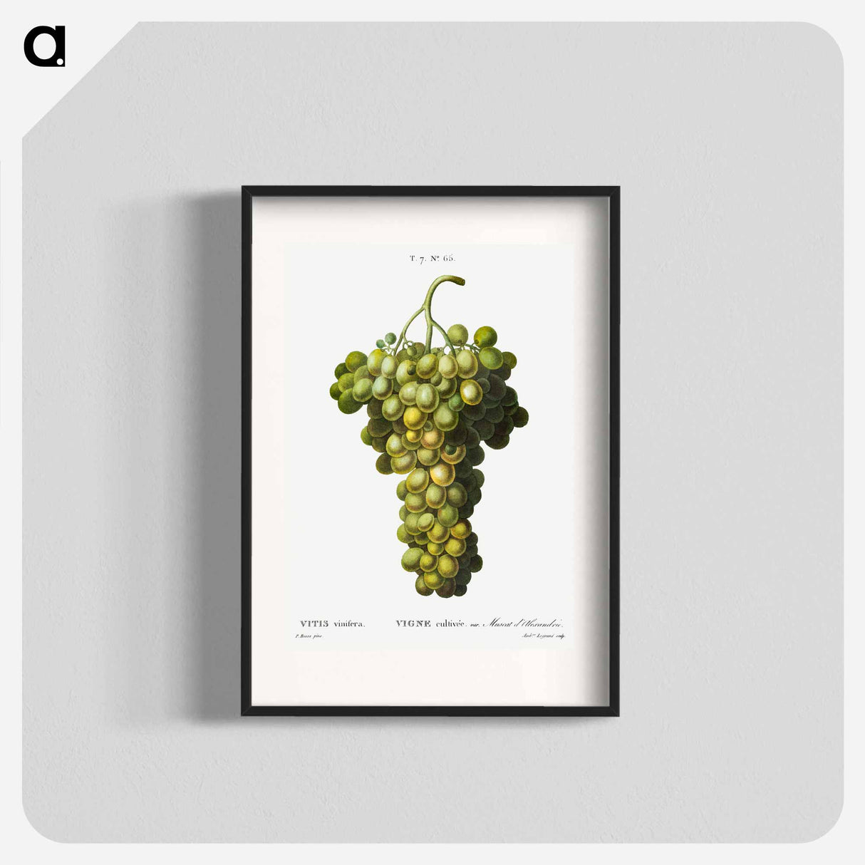 Vitis vinifera (Muscat blanc) - Pierre-Joseph Redouté Poster.