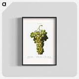 Vitis vinifera (Muscat blanc) - Pierre-Joseph Redouté Poster.