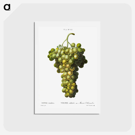 アートポストカード-Vitis vinifera (Muscat blanc) - ピエール ジョゼフ ルドゥーテ Postcard.