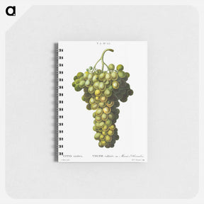 アートメモ帳-Vitis vinifera (Muscat blanc) - ピエール ジョゼフ ルドゥーテ Memo.
