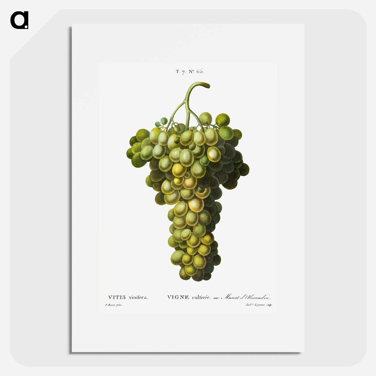 Vitis vinifera (Muscat blanc) - ピエール ジョゼフ ルドゥーテ Poster.